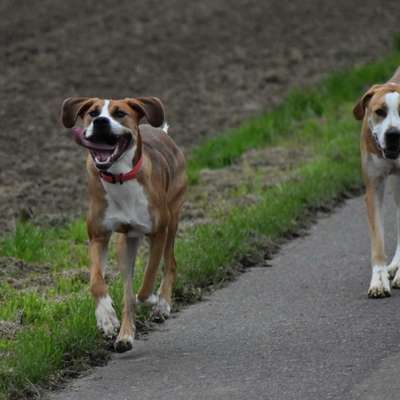 Hundetreffen-Social Walk-Bild