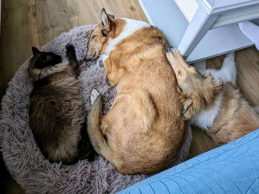 Katze anschaffen obwohl Hund-Beitrag-Bild