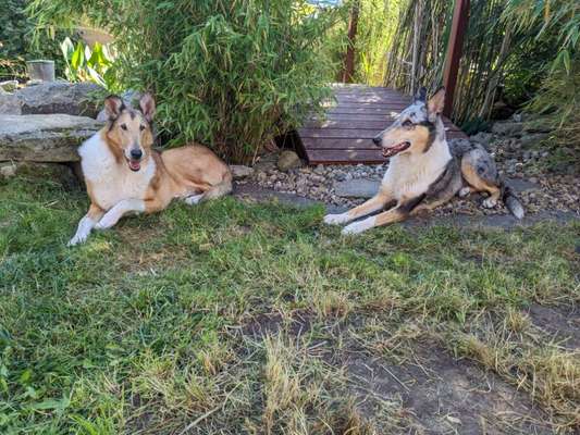 Collies gesucht-Beitrag-Bild