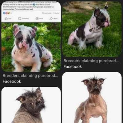 Qualzucht - Warum Aufklärung alleine nicht reicht-Beitrag-Bild