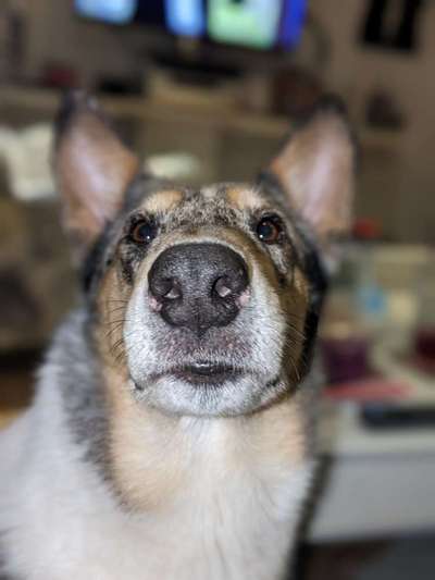 42. Handy Fotochallenge - Den richtigen Riecher haben-Beitrag-Bild