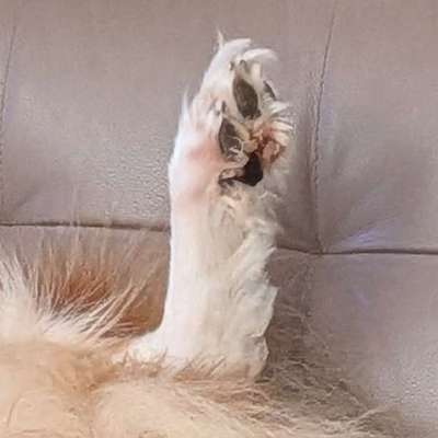 Hundepfotenfrisur-Beitrag-Bild