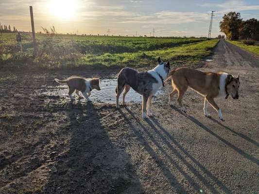 Collies gesucht-Beitrag-Bild