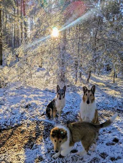 Collies gesucht-Beitrag-Bild