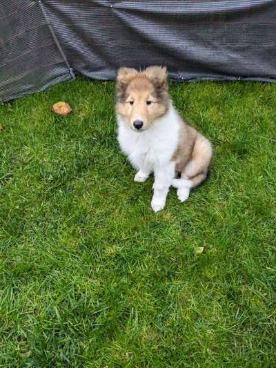 Collies gesucht-Beitrag-Bild