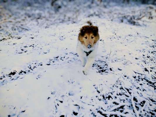 Collies gesucht-Beitrag-Bild