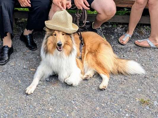 Welcher Hundehalter Typ bist du?-Beitrag-Bild