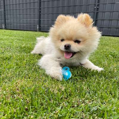 Hundetreffen-Deckrüde Pomerania Mini-Bild