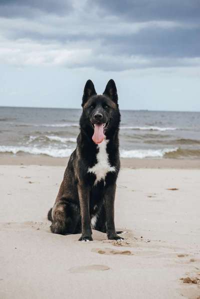 Dogorama-Monats-Challenge-Mai "Wasser"-Beitrag-Bild