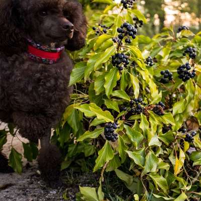 aktuelles Foto Gruppe Pudel
