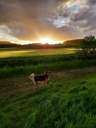 Die Dogorama Wochen Challenge-Beitrag-Bild