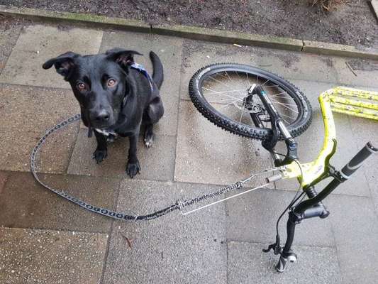 Labradorfans-Beitrag-Bild