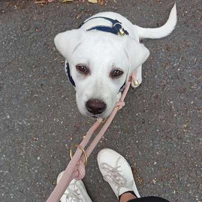 Hundetreffen-Welpen Runde Friedrichshain-Bild