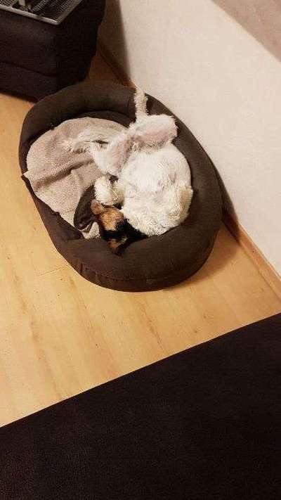 Schlafposition-Beitrag-Bild