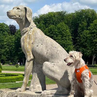 Hundetreffen-Gassirunde