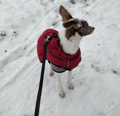 Dogorama Photo Challenge - Winterstimmung-Beitrag-Bild