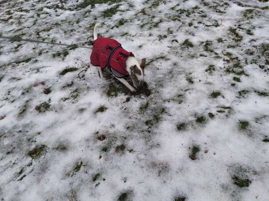 Dogorama Photo Challenge- Der Nase nach-Beitrag-Bild