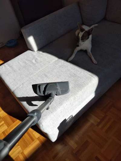 Dogorama Photo Challenge - Hündische Haushaltshilfe-Beitrag-Bild