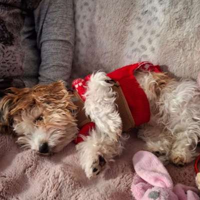 Suchmeldung-Timmy-Bild