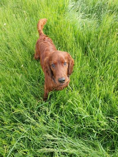 Irisch setter-Beitrag-Bild