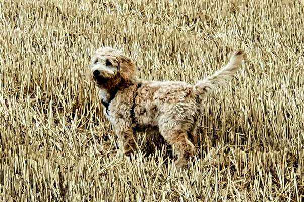 Dogorama Photo Challenge - Tarnung ist alles-Beitrag-Bild