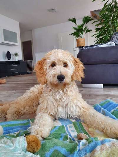 Goldendoodle?-Beitrag-Bild