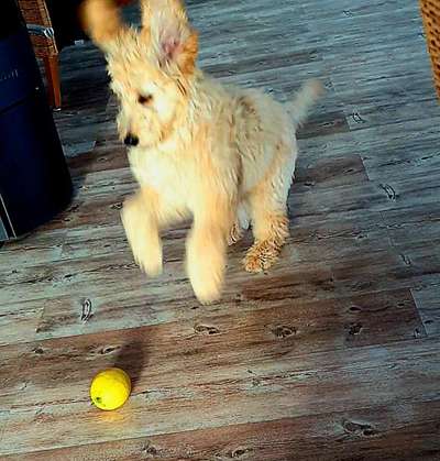 Dogorama Photo Challenge - Spielgesicht-Beitrag-Bild