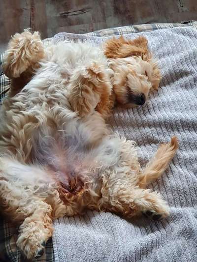 Dogorama Photo Challenge - Zeigt her eure Bäuche-Beitrag-Bild