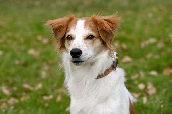 Kromfohrländer-Beitrag-Bild