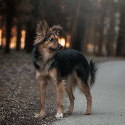 Hundetreffen-Spiel- & Gassifreunde gesucht-Bild
