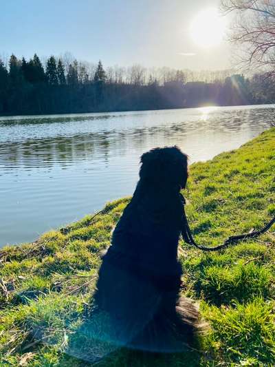 Dogorama-Monats-Challenge-Mai "Wasser"-Beitrag-Bild