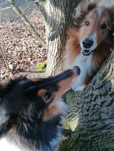 Langhaar Collies-Beitrag-Bild