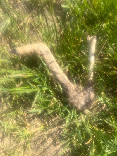 Giftköder-Knochen-Bild