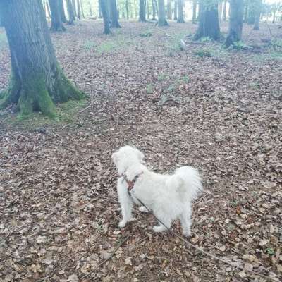 Hundetreffen-Gassi und Spiel, Puli Mix, 8 Jahre-Bild