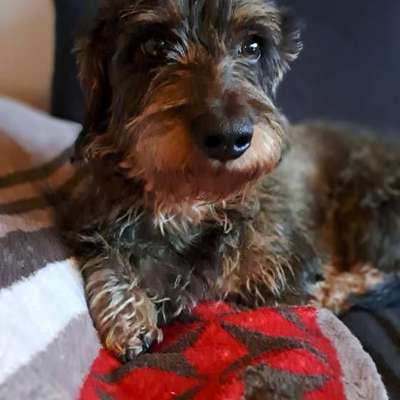 aktuelles Foto Gruppe Dackel