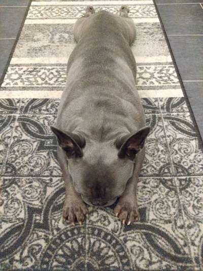 Dogorama Photo Challenge - Hündchen streckt dich-Beitrag-Bild