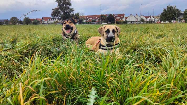 Hundetreffen-Spiel und Toberunde-Bild