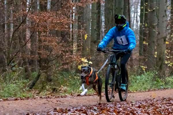 Eurohound (Europäischer/Skandinavischer Schlittenhund)-Beitrag-Bild