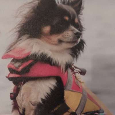 aktuelles Foto Gruppe Chihuahua