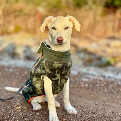 Hundetreffen-gemeinsame Gassirunden mit Welpen Tina-Bild