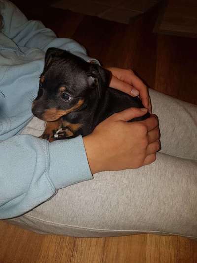 Welpen Bilder !-Beitrag-Bild