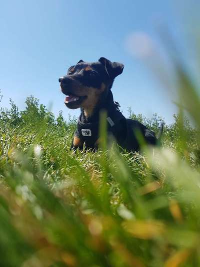 Wo sind die Zwergpinscher?-Beitrag-Bild