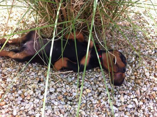 Welpen Bilder !-Beitrag-Bild