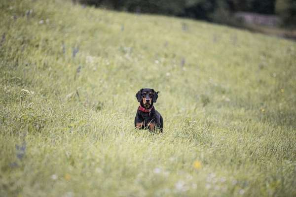 Dein Hund im Dogorama-Kalender 2021-Beitrag-Bild
