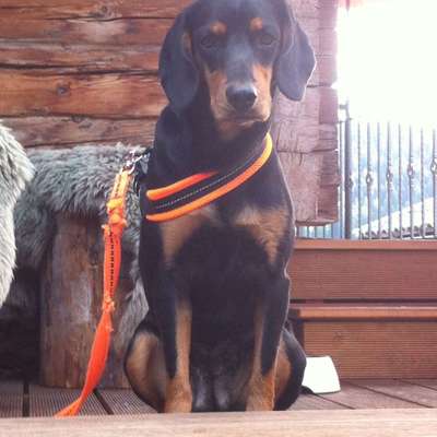 Dein Hund im Dogorama-Kalender 2021-Beitrag-Bild