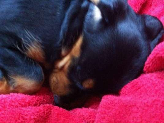 Welpen Bilder !-Beitrag-Bild