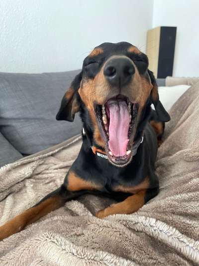 Dogorama Photo Challenge - Dein Hund beim Gähnen-Beitrag-Bild