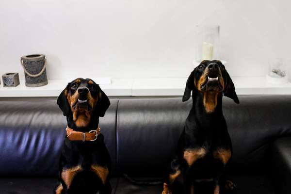 Dein Hund im Dogorama-Kalender 2021-Beitrag-Bild