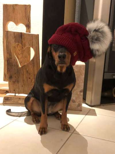 Dein Hund im Dogorama-Kalender 2021-Beitrag-Bild