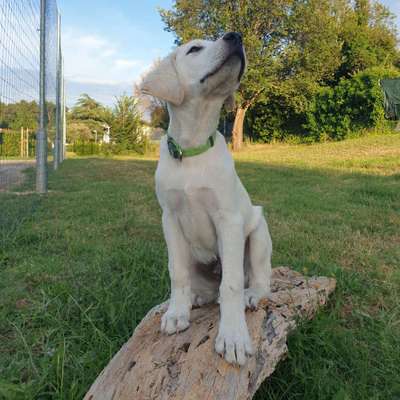 Hundetreffen-Welpen zum gemeinsamen Spielen gesucht-Bild